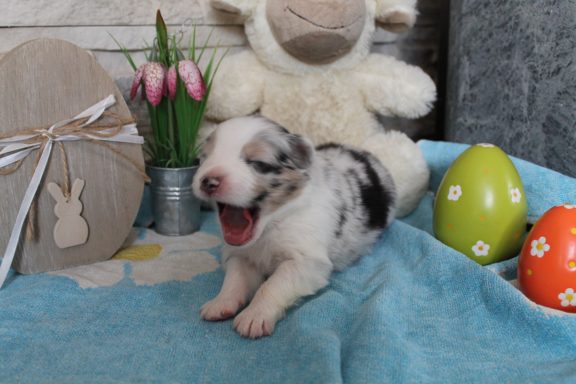 blue merle Rüde