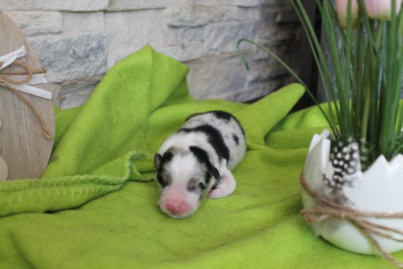 Blue merle Hündin