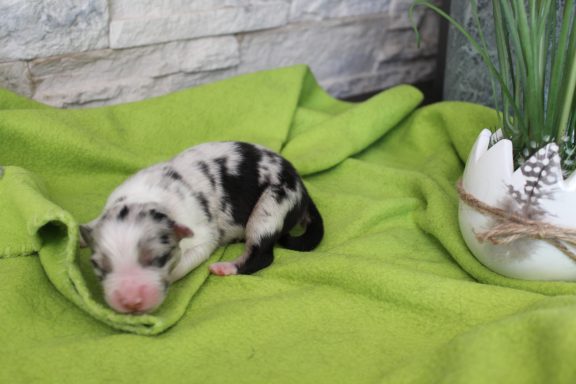 Blue merle Rüde