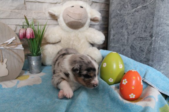 blue merle Hündin 