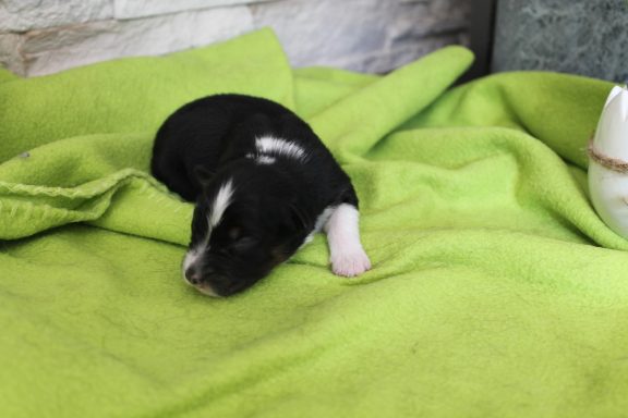Black tri Hündin 